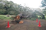 Thumbnail for File:KinutaPark-typhoondamage-typhoontrami-c-2018-10-3.jpg