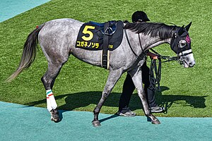 競走馬コガネノソラ