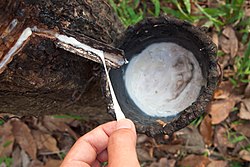 Koh Chang, Thailand, Rubber tapping, Latex.jpg