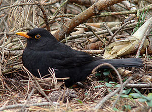 Turdus Merula: Generalidades, Morfología, Comportamiento