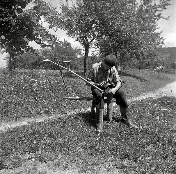 File:Koso kleplje - pri ta Zadnjih, Podkraj 1960.jpg