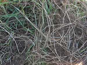 Uppgrävda jordstammar av kvickrot, Elytrigia repens