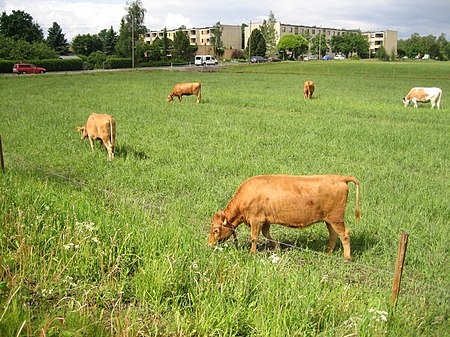 Länsisuomenkarjaa Ahlmanin maatalouskoulun pellolla.jpg