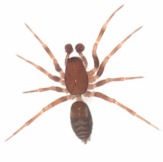 <i>Dunedinia</i> Genus of spiders