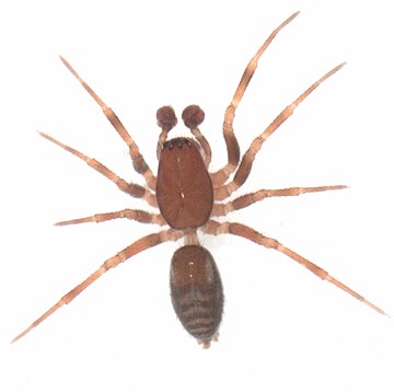 Dunedinia denticulata