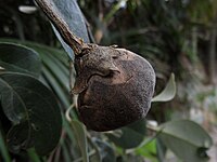 Lagunaria patersonia subsp.  patersonia Sally Wood Ned's Beach Road Ostrov lorda Howea 11. června 2011.jpg