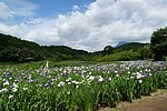 神楽女湖菖蒲園‎