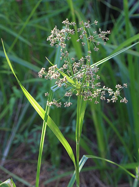 File:Large sedge Carex sp Rock Creek Canyon.jpg