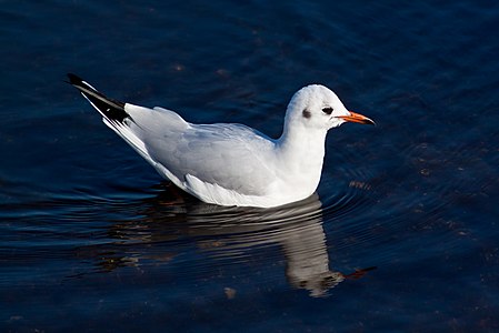 A black-headed gull in its winter plumage, swimming on the Unterwarnow in Rostock, Mecklenburg-Western Pomerania. The exposure on the low range saves the breast of the bird from being overexposed and helps in accentuating the reflection on the water.