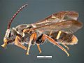 Lasioglossum peraustrale m.jpg