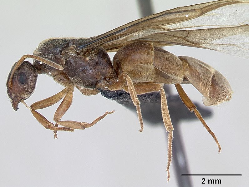 File:Lasius flavus casent0173168 profile 1.jpg