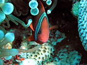 Cá hề cà chua (Amphiprion frenatus).