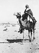 T.E. Lawrence "av Arabien" ridande på kamel vid Akaba 1917.