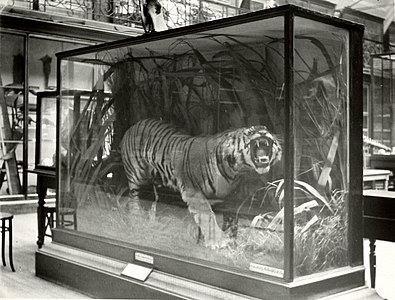 Leeds Tiger, 1862