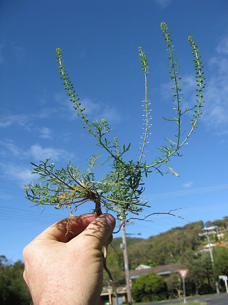 File:Lepidium bonariense plant4 (14652852863).jpg