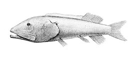 Silopää (Leptochilichthys pinguis)