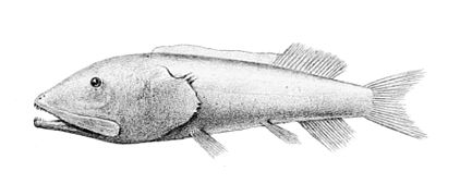 Leptochilichthys pinguis (Leptochilichthyidae)