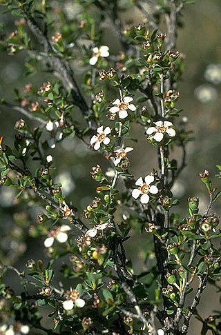 <i>Leptospermum maxwellii</i> Species of shrub