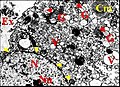 Fig.18 - Leptyphantes sanctivincentii, glande segmentaire rétrognathocoxale, adénocyte, microscope électronique à transmission.Cm, corps myéloïde ; En, enveloppe nucléaire ; Ex, cavité extracellulaire ; G, appareil de Golgi (dictyosome) ; N, noyau ; Nu, nucléole ; V, vésicules . Flèches jaunes : pores nucléaires. Flèches rouges : matériel lamellaire dans le Golgi