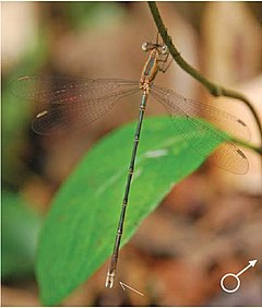 ♂ Lestes viridulus