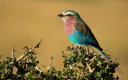 Lilac Roller.jpg