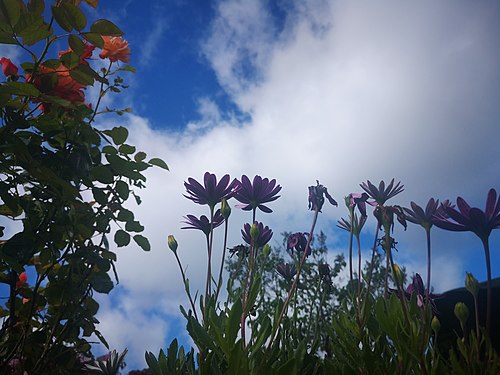 Lilac flowers and blue sky in September in Estonia‎