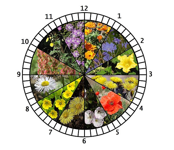 Цветочные часы растений. Часы "цветок". Цветы часы для детей.