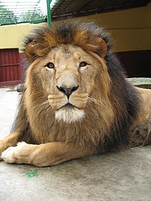 A male lion at Addis Ababa Zoo