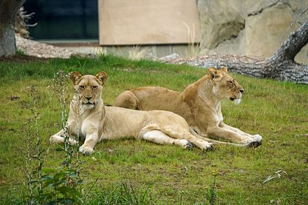 LionsFresnoZoo