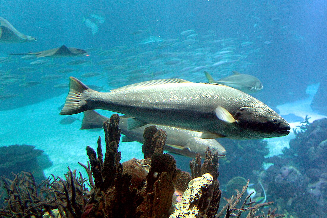 File:Lisbon, Oceanarium, Argyrosomus regius.JPG