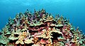 Lisianski coral lrg.jpg