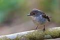 * Nomination The little pied flycatcher, a member of the Muscicapidae family, is a bird species inhabiting the Indian Subcontinent and Southeast Asia. By User:Shiv's fotografia --Satdeep Gill 00:51, 8 June 2024 (UTC) * Promotion  Support Good quality. --IM3847 01:22, 8 June 2024 (UTC)