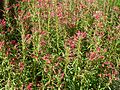 Lobelia laxiflora mass.jpg