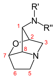Core structure of the 1-aminopyrrolizidines (loline alkaloids) produced in tall fescue infected by Neotyphodium coenophialum; R' and R'' denote variable substituents that can include methyl, formyl, and acetyl groups giving rise to different loline species. Loline core structure.svg
