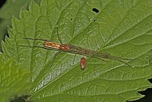 Uzun çeneli orb-weaver örümcek (Tetragnatha montana) female.jpg