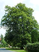 Linden tree