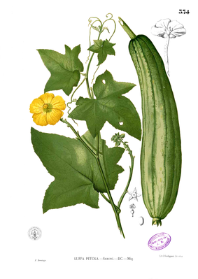 Sponge gourd (Luffa cylindrica), illustration