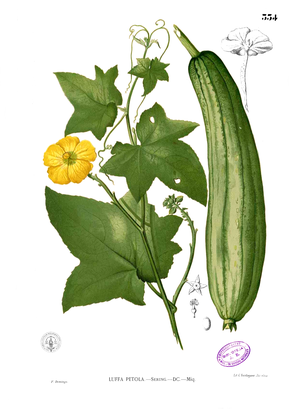 Descrizione dell'immagine Luffa aegyptiaca Blanco2.334.png.