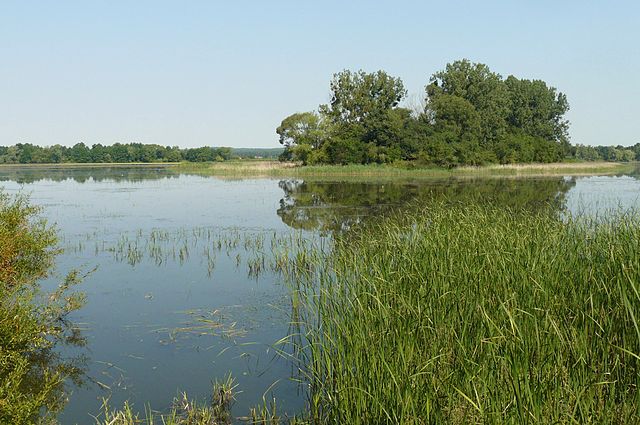 Widok ogólny stawu