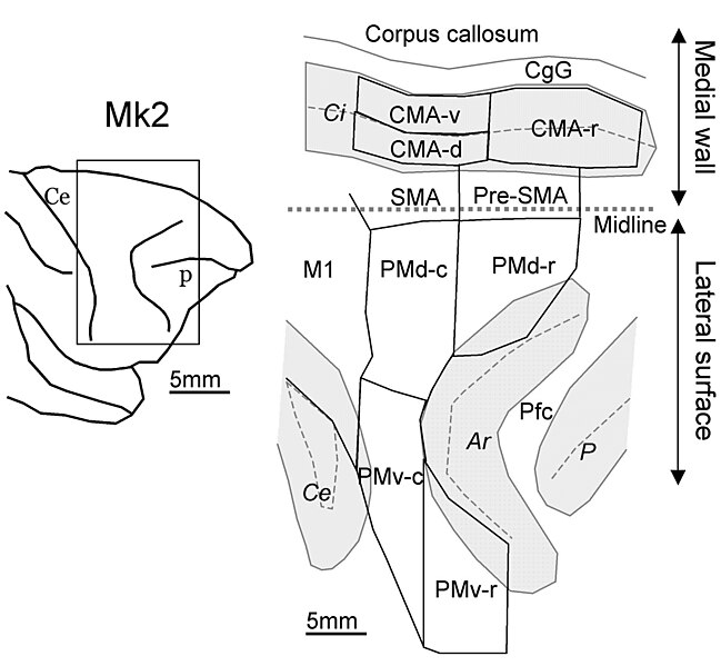 File:Macaque monkey's premotor areas.jpg