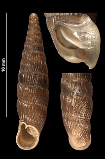 <i>Macrogastra</i> Genus of gastropods