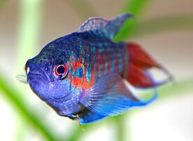 Un « poisson paradis » (Macropodus opercularis), de bleu vêtu et paré de rouge écarlate. (définition réelle 2 184 × 1 596)