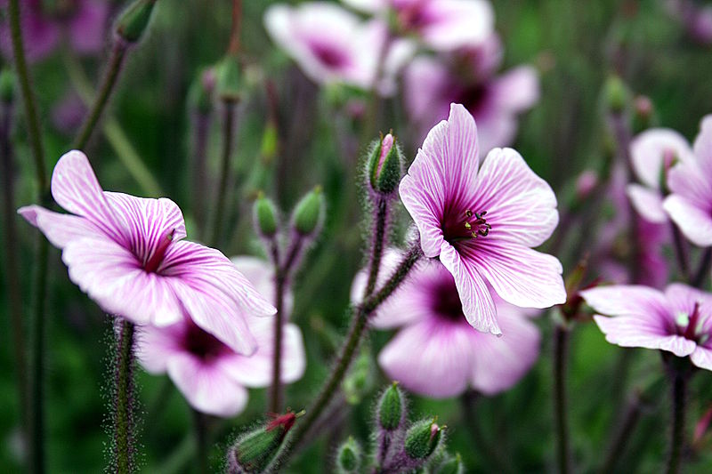 File:Madeira, Palheiro Gardens - Geranium maderense IMG 2313.JPG