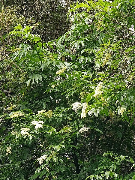 File:Madeira elder imported from iNaturalist photo 208126289 on 28 April 2023.jpg