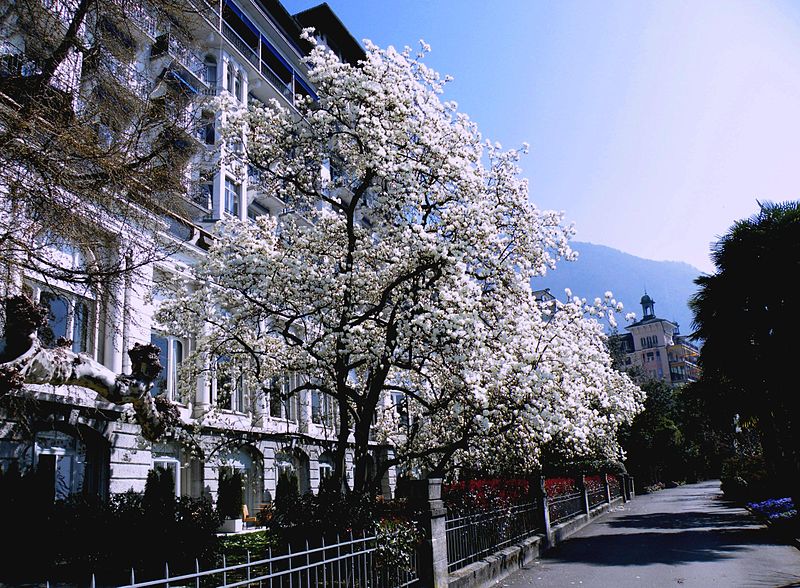 File:MagnoliaTreeInFullGlory.jpg