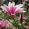 Magnolia 'Heaven Scent', Magnolia 'Heaven Scent', 2018-04-15