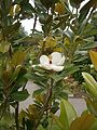 Magnolia grandiflora