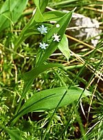 Miniatura para Maianthemum trifolium