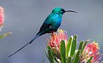 Malachite Sunbird, Nectarinia famosa, male at Kirstenbosch (8237798993).jpg