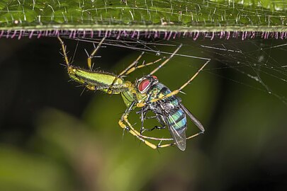 Malagasy green lynx spider Peucetia lucasi green bottle fly Lucilia sp